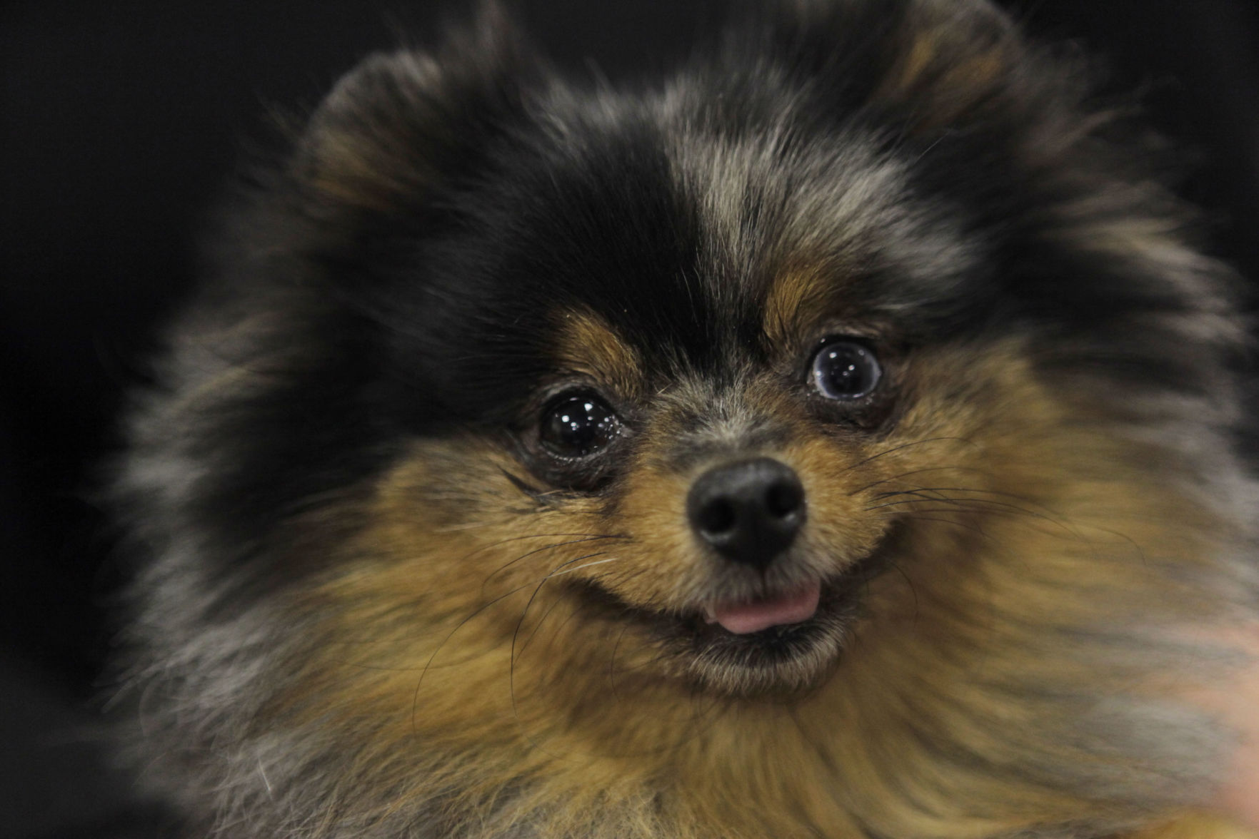Westminster Dog Show